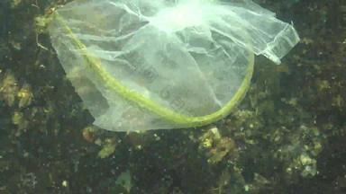 头宽尖嘴鱼syngnathus伤寒垃圾水聚乙烯袋杀死海洋动物生态自然塑料黑色的海乌克兰
