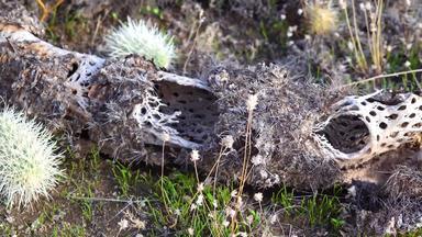 亚利桑那州仙人掌泰迪熊Cholla圆柱体死植物年轻的芽类型仙人掌野生沙漠景观