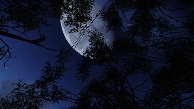 动画<strong>剪辑</strong>飞行伟大的美国角猫头鹰令人毛骨悚然的晚上完整的月亮天空
