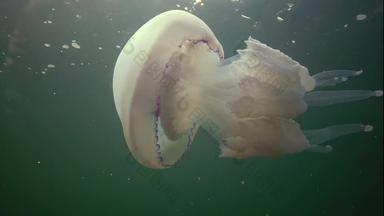 浮动<strong>厚度</strong>水黑色的海rhizostoma表示“肺”一般桶水母钵水母黑色的海