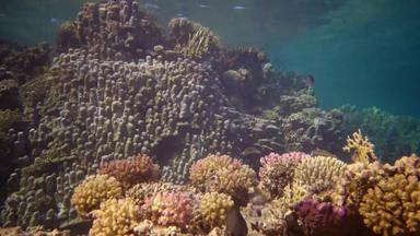 生活珊瑚礁静态视频珊瑚礁红色的海阿布配音美丽的水下景观热带鱼珊瑚埃及