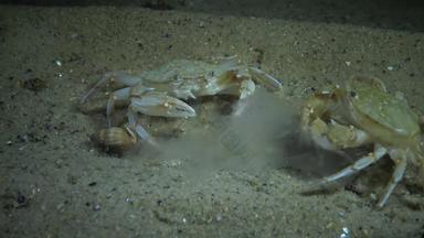 螃蟹鲑macropipus霍尔萨图斯吃水母奥雷利亚奥里塔