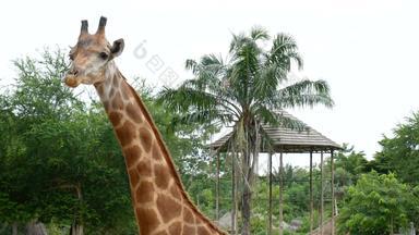 单长颈鹿动物园Safari公园长颈鹿动物园长颈鹿咀嚼长颈鹿鹿豹座头关闭