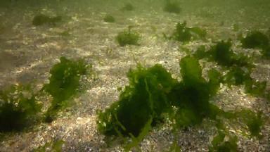 光合作用海<strong>水下景观</strong>绿色藻类海底浒苔石莼铈海湾敖德萨黑色的海