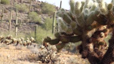 亚利桑那州仙人掌泰迪熊Cholla圆柱体类型仙人掌野生沙漠景观