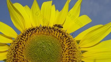 蜜蜂收集蜂蜜向日葵常见的向日葵向日葵年金