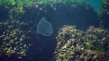 栉水母门动物掠夺性梳子果冻beroe卵形游泳水搜索食物动物黑色的海乌克兰