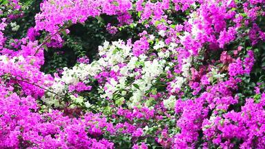 平移粉红色的白色叶子花属花种植栅栏公园自然花栅栏概念减少全球气候变暖