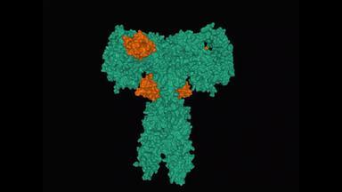 结构全身的<strong>胰岛</strong>素受体绿色绑定<strong>胰岛</strong>素分子棕色（的）