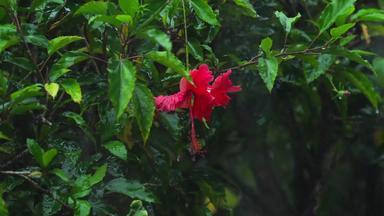 红色的芙蓉花雨