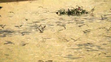 海鸥飞抓动物水canel低潮日落反思海表面