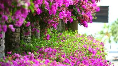 粉红色的叶子花属花种植栅栏公园自然花栅栏概念减少全球气候变暖