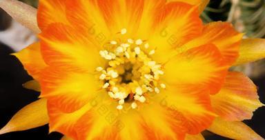 <strong>橙黄色</strong>的色彩斑斓的花间隔拍摄盛开的仙人掌开放