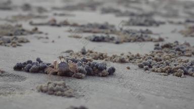 小螃蟹战斗沙子球洞穴海滩日落