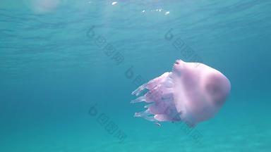 rhizostoma表示“肺”一般桶水母dustbin-lid水母frilly-mouthed水母拍摄慢运动水下游泳透明的蓝色的太棒了水反射