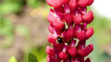 大黄蜂红色的羽扇豆花