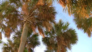 椰子棕榈树美丽<strong>的</strong>热带背景