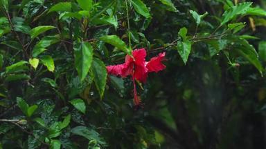 红色的芙蓉花雨