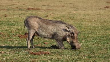 疣猪喂养绿色草