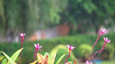 粉红色的白色plumeria花<strong>雨</strong>下降模糊花园背景