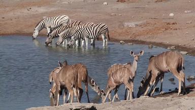 不管怎样,羚羊斑马喝水