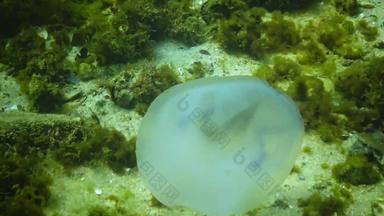 撕裂水母<strong>悸动</strong>的黑色的海rhizostoma表示“肺”一般桶水母