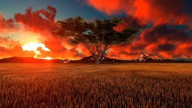 非洲日出延时摄影金合欢树前景