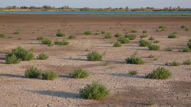 蓬子欧洲公司盐宽容植物破解地球底干咸河口湖图兹洛夫斯基河口黑色的海