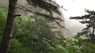 松树多雾的山景观绿色松柏科的树山有雾的阴霾林地有雾的阴霾高地