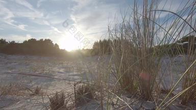 布什滨草草阿莫菲拉arenaria移动风沙丘海滩日落背光拍摄平颜色配置文件