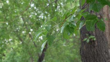 湿树叶子分支夏天雨城市公园雨滴树树叶夏天森林多雨的天气阴夏天一天