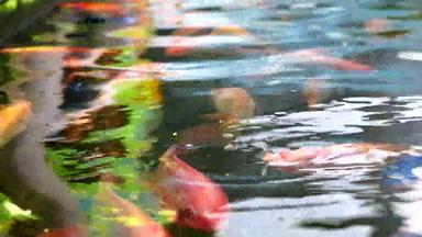 锦 鲤鱼鲤鱼鱼游泳池塘呼吸水表面