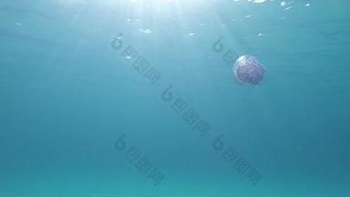 rhizostoma表示“肺”一般桶水母dustbin-lid水母frilly-mouthed水母拍摄慢运动水下游泳透明的蓝色的太棒了水反射