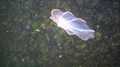 栉水母门动物掠夺性梳子水母入侵者黑色的海水母beroe卵圆形的吞噬助记符莱迪