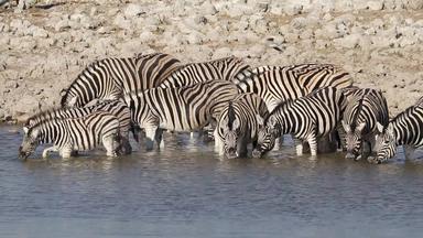平原斑马喝水