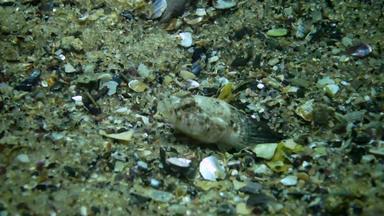 大理石的虾虎鱼波马托希斯图斯图斯marmoratus男性保护巢壳牌贻贝挠鱼黑色的海