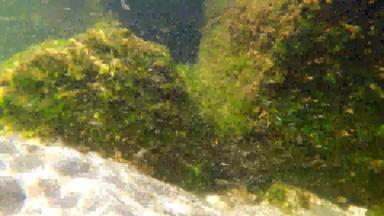 群年轻的海七鳃鳗波罗的海海