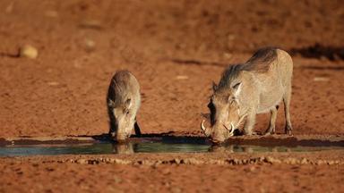 疣猪喝水