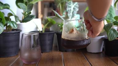 女手倒冰咖啡玻璃盆栽室内植物背景首页概念正常的活动爱好园艺