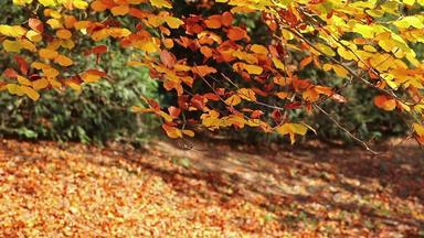 山毛榉树分支金彩色的秋天叶子