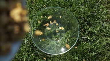 牛奶什锦早餐格兰诺拉麦片坚果谷物慢慢地倒玻璃透明的碗杯站自然绿色草草坪上有营养的健康的