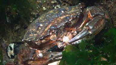 营养绿色蟹海岸蟹卡西努斯maenas卡西努斯埃斯图里吃物种蟹抓住了底黑色的海