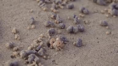 小螃蟹战斗沙子球洞穴海滩日落