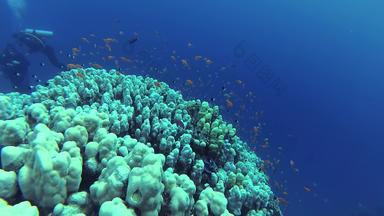 静态视频杂项珊瑚礁红色的海阿布dubb美丽的水下景观热带鱼珊瑚生活珊瑚礁埃及