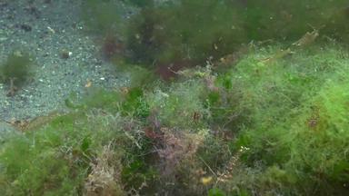帕拉蒙adspersus草虾生活吃藻类黑色的海