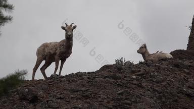 大角羊羊产卵管黄花山山坡上蒙大拿美国