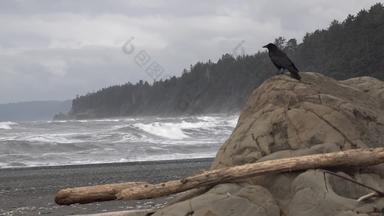 太平洋海岸大黑色的鸟坐在岩石奥运国家公园美国华盛顿