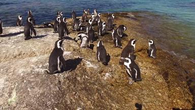 非洲企鹅沿海岩石