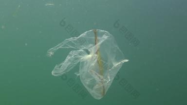 头宽尖嘴鱼syngnathus伤寒垃圾水聚乙烯袋杀死海洋动物生态自然塑料黑色的海乌克兰