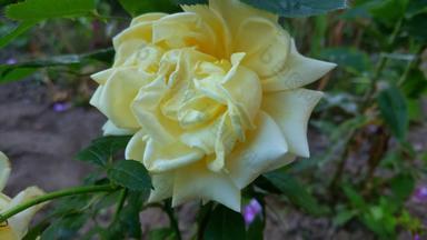 美丽的黄色的花园玫瑰关闭自然